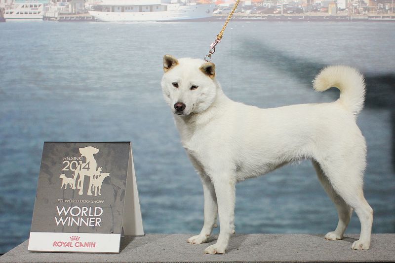 chó Kishu có tính cách hiếu động